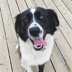 Border Collie-Great Pyrenees Mix Dogs for adoption in Fresno, CA, USA