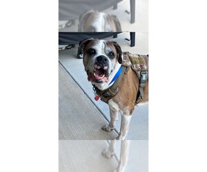 Boxer Dogs for adoption in Austin, TX, USA