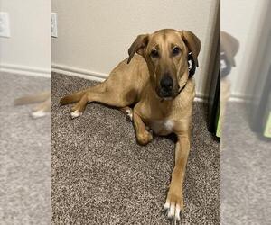 Labrador Retriever-Unknown Mix Dogs for adoption in San Antonio, TX, USA