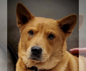 Chow Chow-Unknown Mix Dogs for adoption in Silver Spring, MD, USA