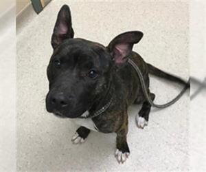 Staffordshire Bull Terrier Dogs for adoption in Clyde, NC, USA
