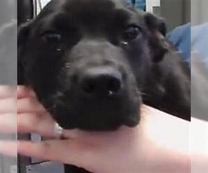 Labrador Retriever-Unknown Mix Dogs for adoption in Tulsa, OK, USA