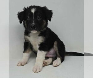 Borador Dogs for adoption in Brewster, NY, USA