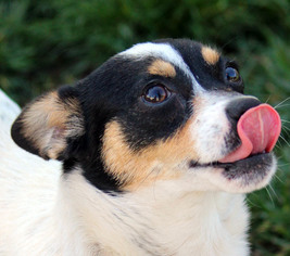 Jack Russell Terrier Dogs for adoption in Antioch, CA, USA
