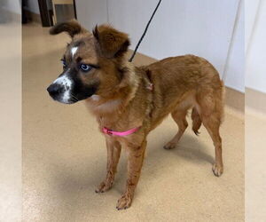 Border Collie-Unknown Mix Dogs for adoption in Placerville, CA, USA