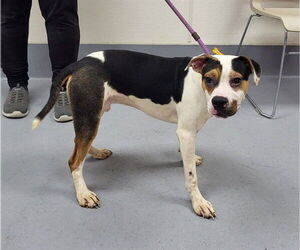 American Pit Bull Terrier-Unknown Mix Dogs for adoption in Louisville, KY, USA