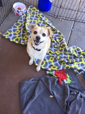 Chiweenie Dogs for adoption in Peoria, AZ, USA