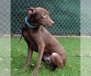Lab-Pointer Dogs for adoption in Brighton, TN, USA