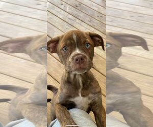 Boxador Dogs for adoption in Hinton, WV, USA