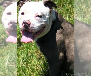 Bullypit Dogs for adoption in Lees Summit, MO, USA