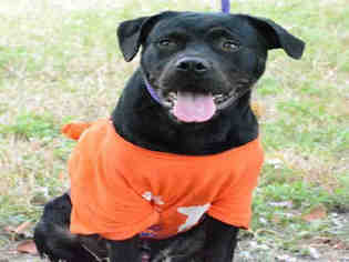 Labrottie Dogs for adoption in Fort Lauderdale, FL, USA