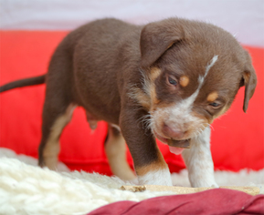 Australian Shepherd Dogs for adoption in Redding, CA, USA