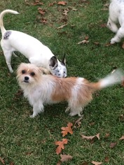 Shih Tzu-Unknown Mix Dogs for adoption in KILGORE, TX, USA