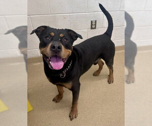 Rottweiler Dogs for adoption in Derwood, MD, USA