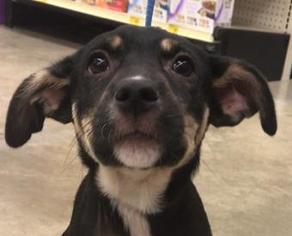 Boxador Dogs for adoption in Katy, TX, USA