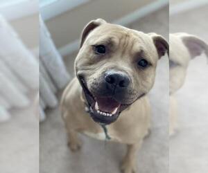 Staffordshire Bull Terrier Dogs for adoption in Lockport, NY, USA