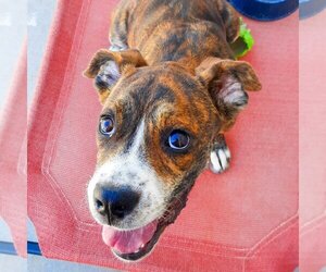 Boxador Dogs for adoption in Vail, AZ, USA