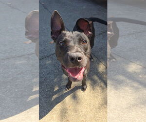 Boxer-Unknown Mix Dogs for adoption in Rockaway, NJ, USA