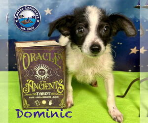 Medium Photo #3 Rattle Puppy For Sale in Arcadia, FL, USA