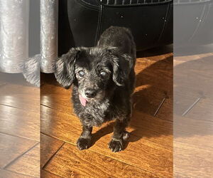 Dachshund Dogs for adoption in Menifee, CA, USA