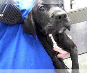 Gordon Setter-Unknown Mix Dogs for adoption in Tulsa, OK, USA