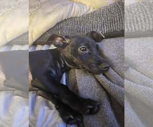 Chiweenie Dogs for adoption in Visalia, CA, USA