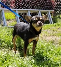 Chihuahua Dogs for adoption in Albany, GA, USA