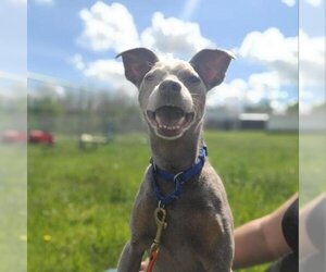 Miniature Pinscher Dogs for adoption in Easton, PA, USA