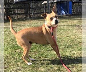 Boxer Dogs for adoption in Stroudsburg, PA, USA