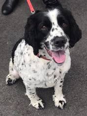 English Springer Spaniel Dogs for adoption in Akron, OH, USA