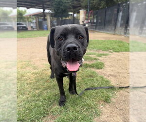 Mutt Dogs for adoption in Riverside, CA, USA