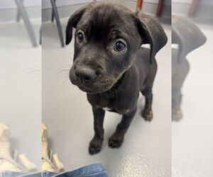 Labrador Retriever-Unknown Mix Dogs for adoption in Hilton Head, SC, USA