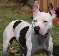 American Staffordshire Terrier Dogs for adoption in Parma, OH, USA