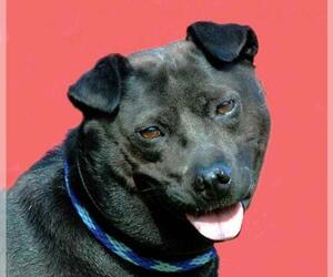 Chinese Shar-Pei Dogs for adoption in Richmond, VA, USA