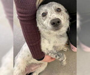 Mutt Dogs for adoption in Salinas, CA, USA