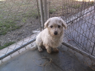 Maltipoo Dogs for adoption in Bonifay, MO, USA