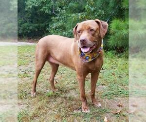 Mastador Dogs for adoption in Social Circle, GA, USA