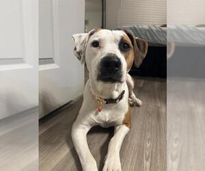 Mutt Dogs for adoption in San Antonio, TX, USA