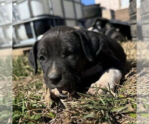 Catahoula Leopard Dog-Unknown Mix Dogs for adoption in Vail, AZ, USA