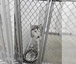 Siberian Husky Dogs for adoption in Temple, TX, USA