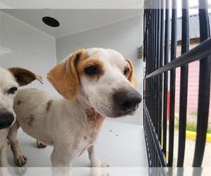Dachshund-Unknown Mix Dogs for adoption in Houston, TX, USA
