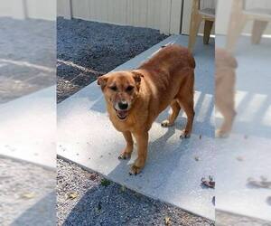 Golden Labrador Dogs for adoption in Wilmington, NC, USA