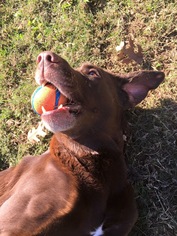 Chesador Dogs for adoption in Lake Jackson, TX, USA