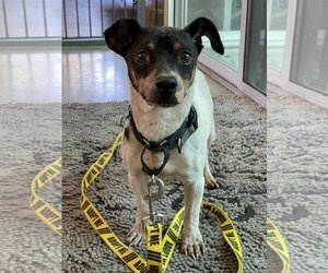 Jack Russell Terrier Dogs for adoption in Menifee, CA, USA