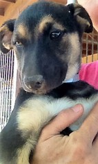 Borador Dogs for adoption in Los Angeles, CA, USA