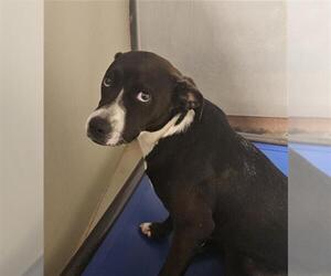 Mutt Dogs for adoption in Bakersfield, CA, USA