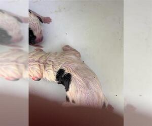 Labrador Retriever-Unknown Mix Dogs for adoption in Houston, TX, USA