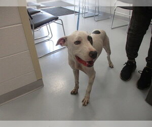 American Bulldog-Unknown Mix Dogs for adoption in Ocala, FL, USA