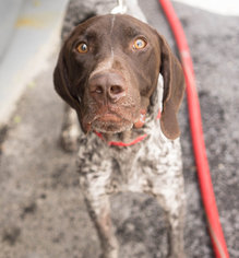 German Shorthaired Pointer Dogs for adoption in Birdsboro, PA, USA