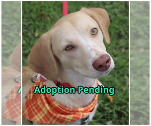 Beagle Dogs for adoption in Dunnellon, FL, USA